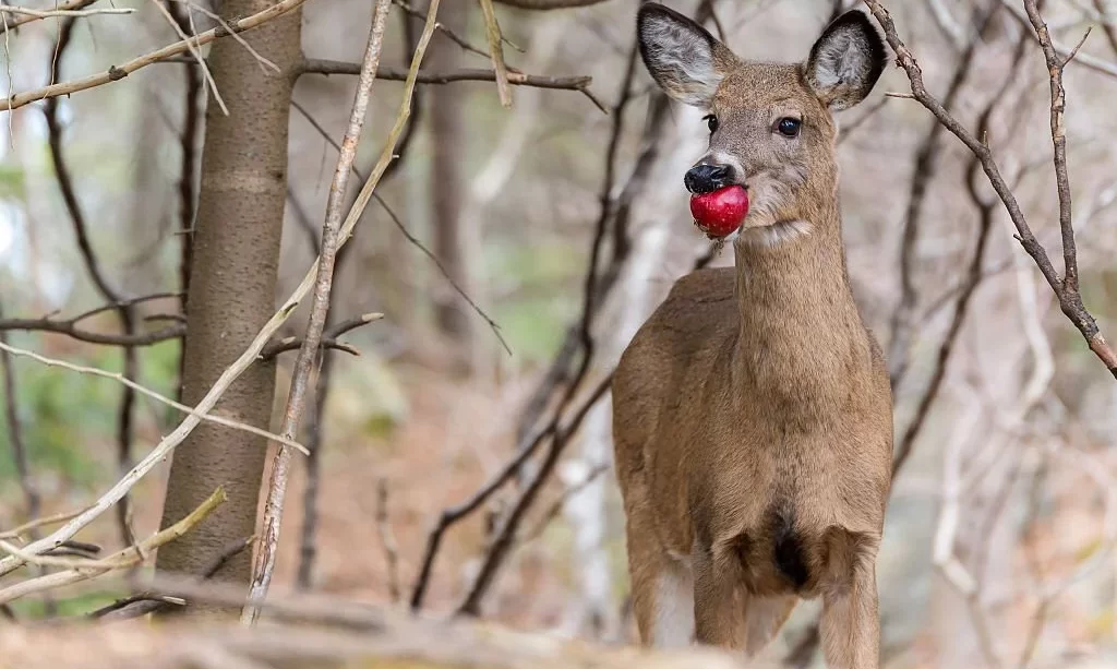 Deer eating apple