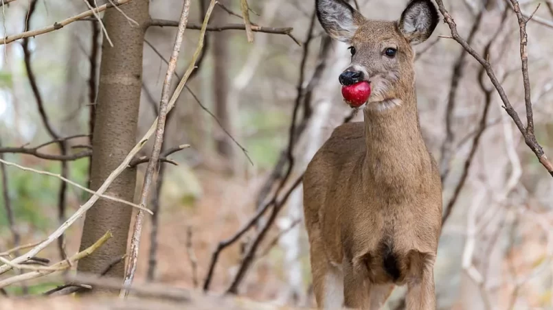 Deer eating apple