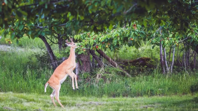 Deer eating low hanging branches of a cherry tree