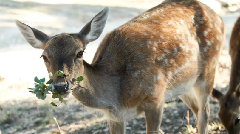 Deer eating tree branch