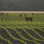 Deer in bean field