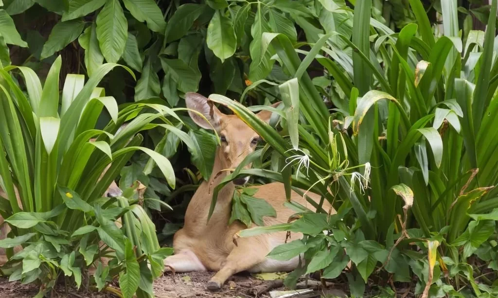 Deer laying in the grass and eating plants