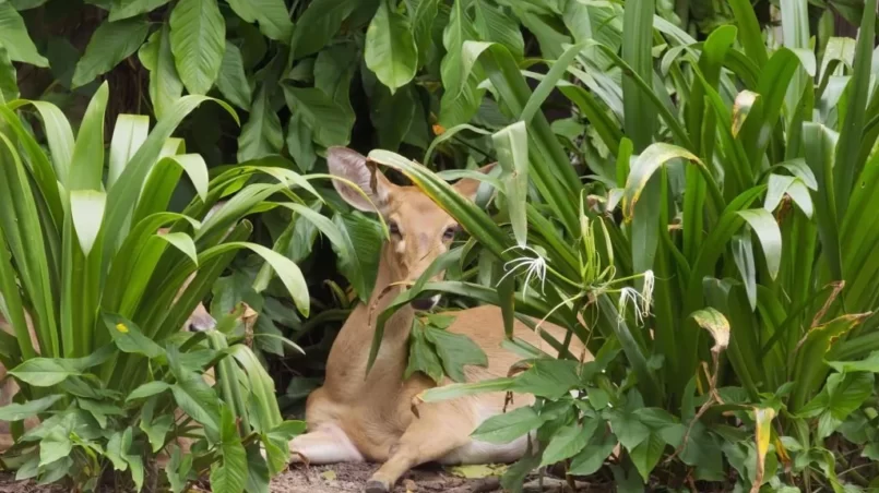 Deer laying in the grass and eating plants