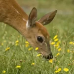 Deer smelling yellow flowers