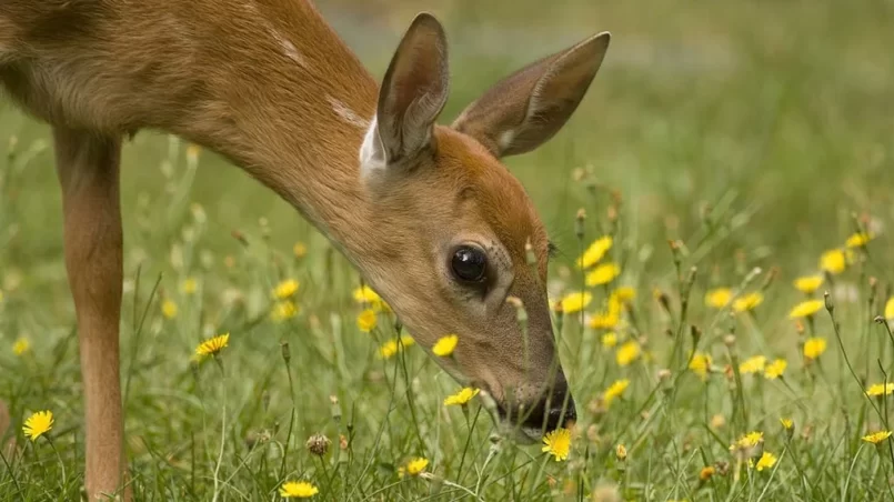 Deer smelling yellow flowers