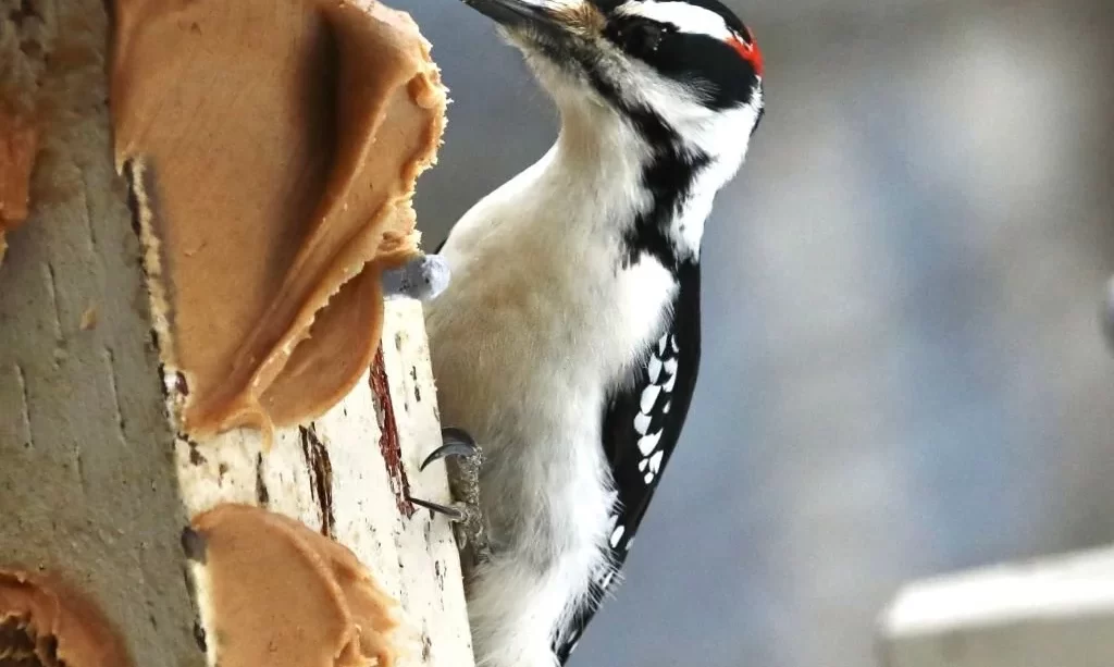 Downy Woodpecker eats peanut butter off a bird feeder