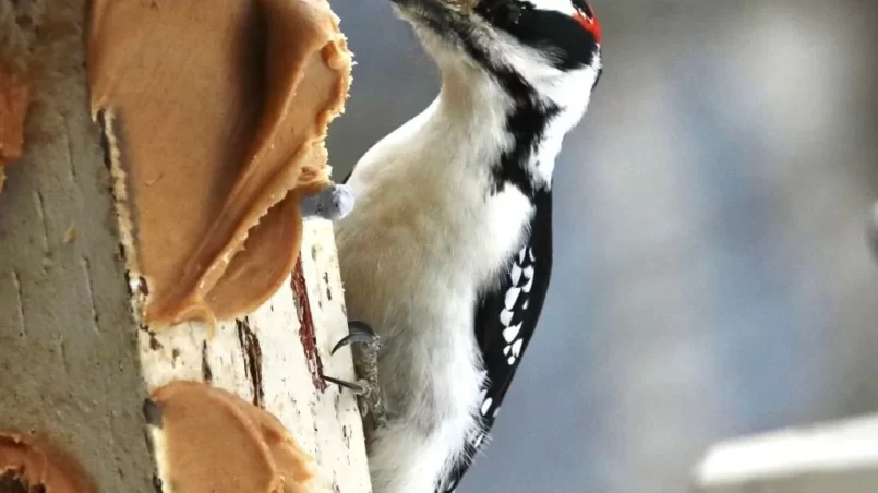 Downy Woodpecker eats peanut butter off a bird feeder