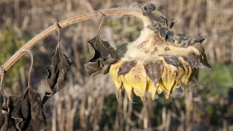 Dried sunflower