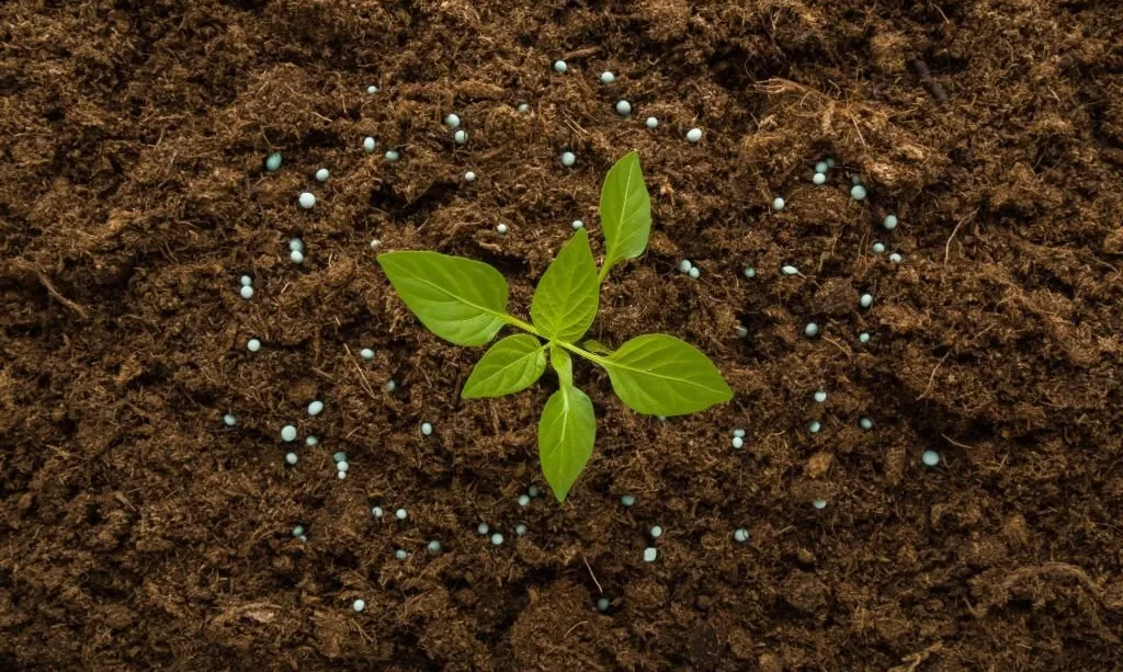 Dry fertilizer granules around green small paprika plant