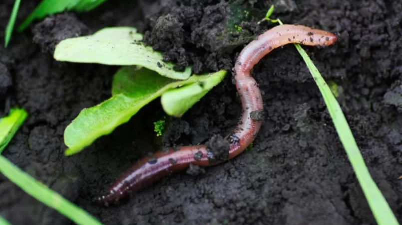 Earthworm in damp soil