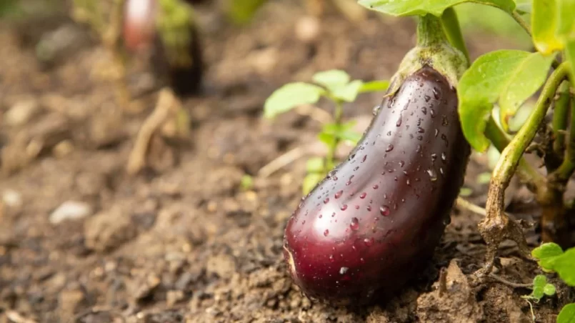 Eggplant aubergine