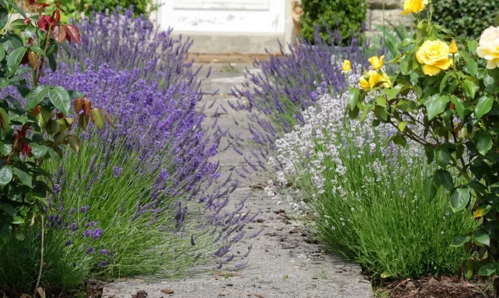 How to Grow Lavender in Texas? – The Garden Bug Detroit