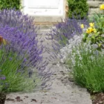 English lavender flowers and French lavender plants lining concrete pathway leading to front