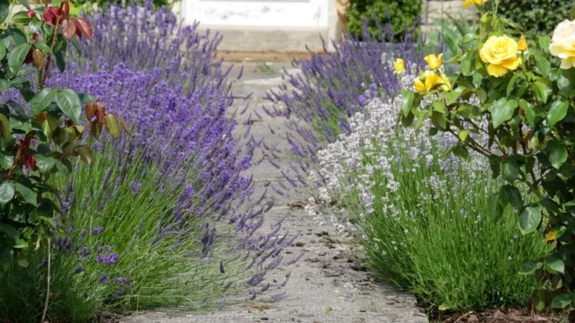 English lavender flowers and French lavender plants lining concrete pathway leading to front