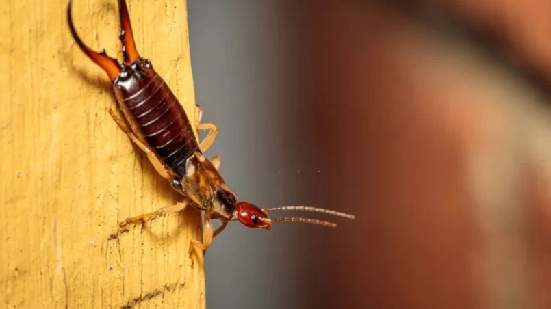 European earwig