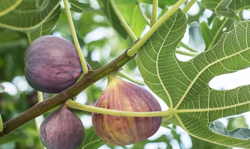 Fig fruits on tree