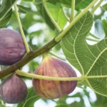 Fig fruits on tree