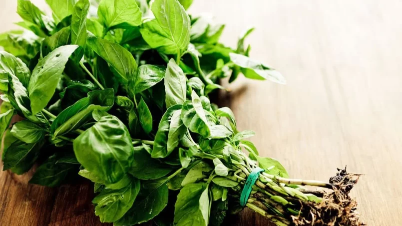 Fresh Basil