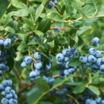 Fresh organic blueberrys on the bush