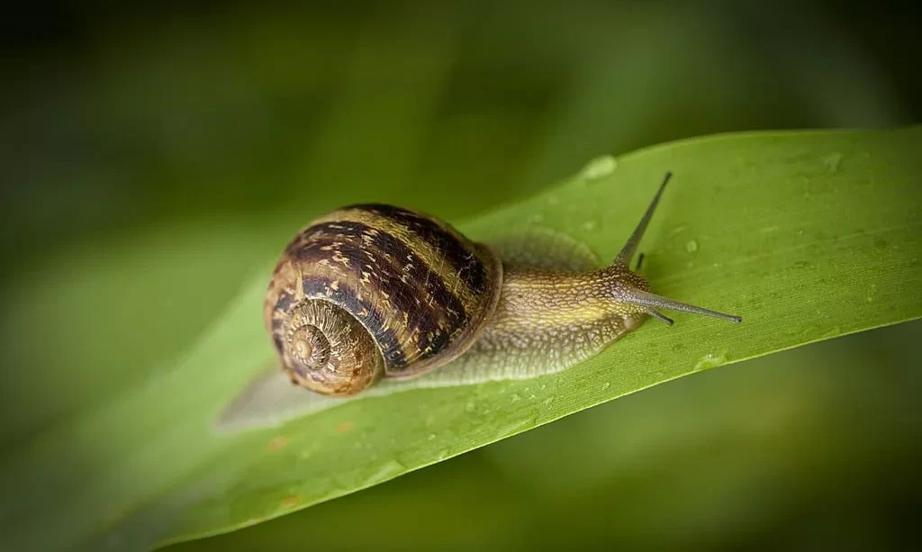 Garden snail crawling on plant