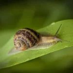Garden snail crawling on plant