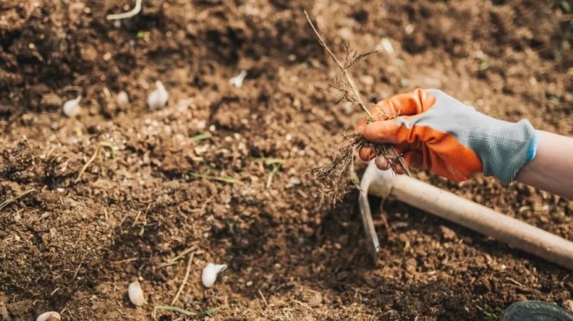 Garlic clove planting