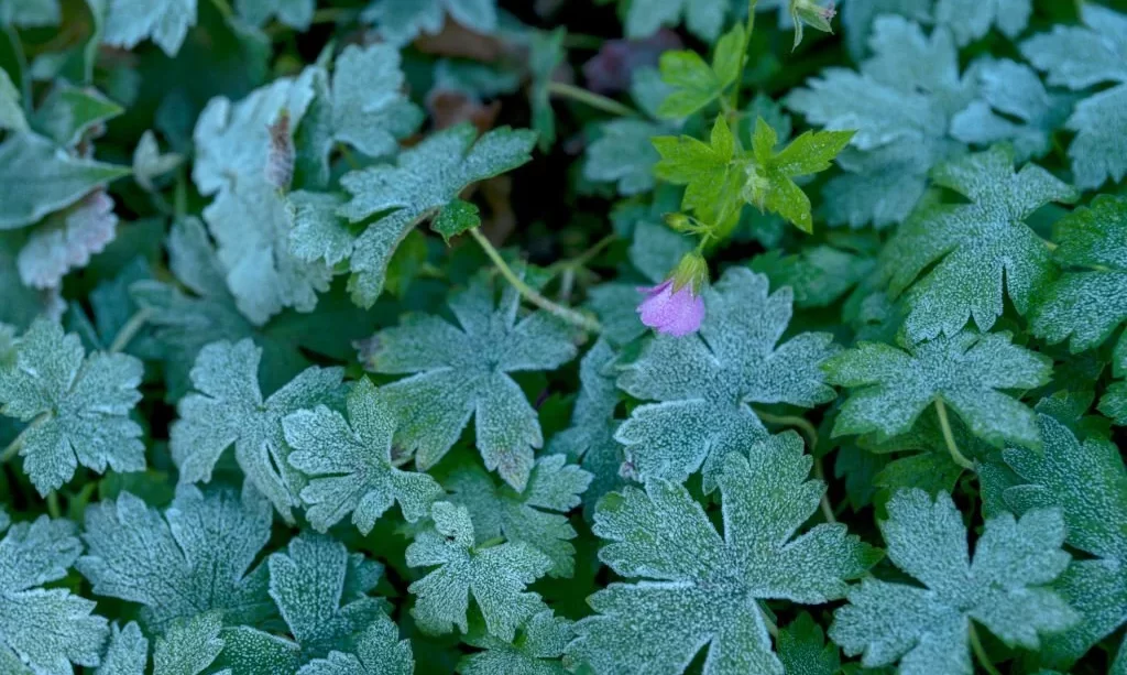 Geranium leaves and single late flower on a frosty morning