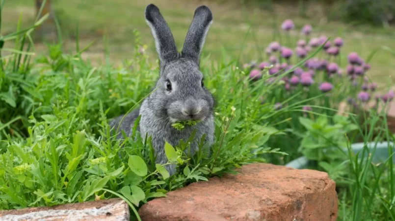 Gray rabbit sits in the herb bed and eats