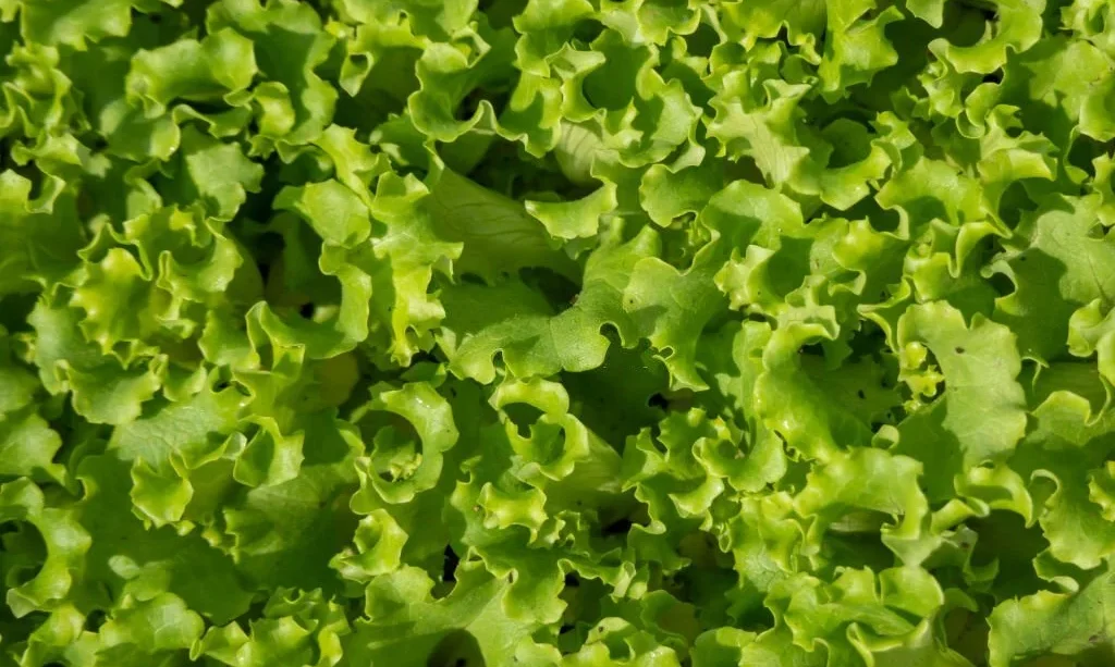 Green iceberg lettuce