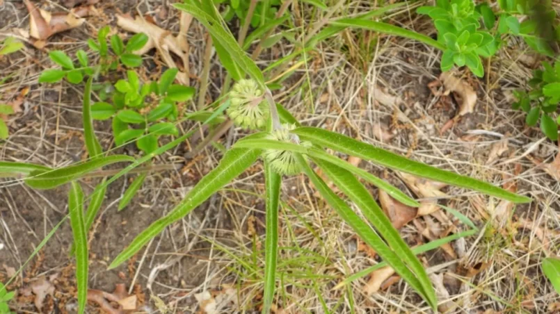 Green milkweed