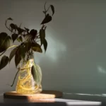 Growing Philodendron in water