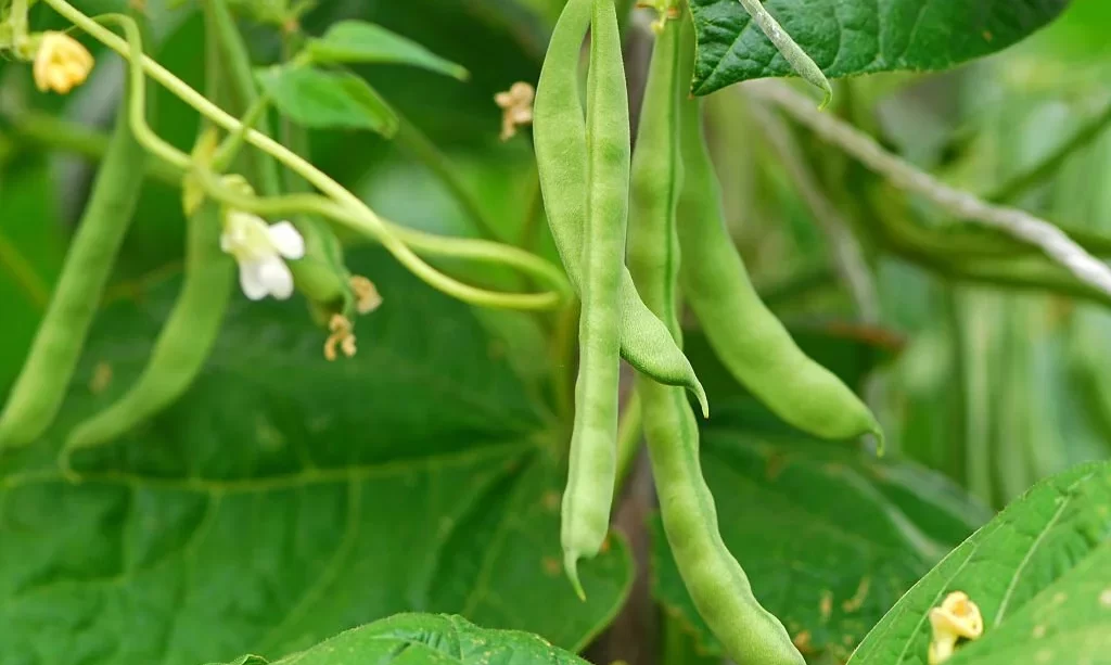 Growing beans