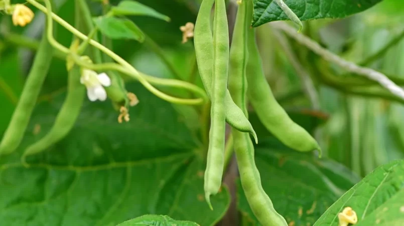 Growing beans