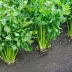 Growing celery plantation in the vegetable garden