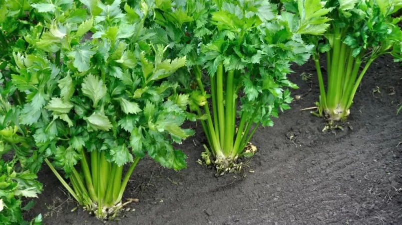 Growing celery plantation in the vegetable garden