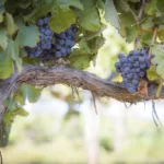 Growing grapes on vine