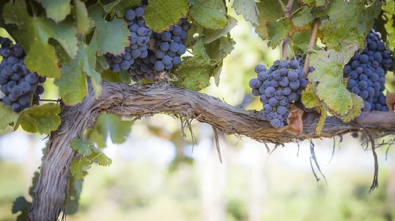 Growing grapes on vine
