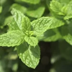 Growing mint plant