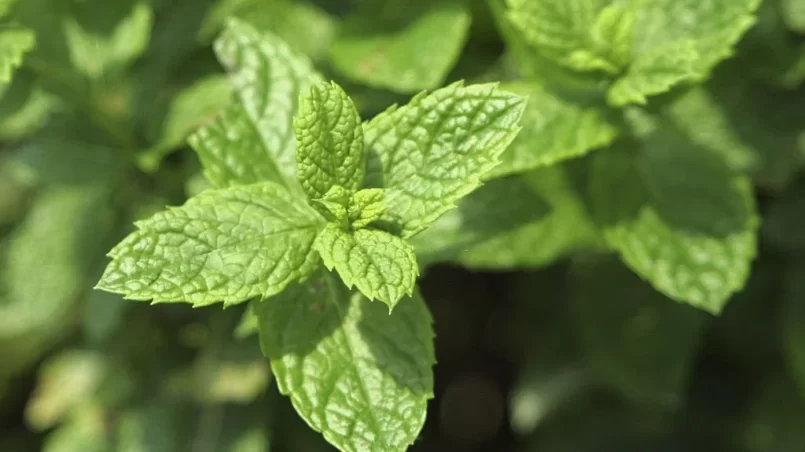 Growing mint plant