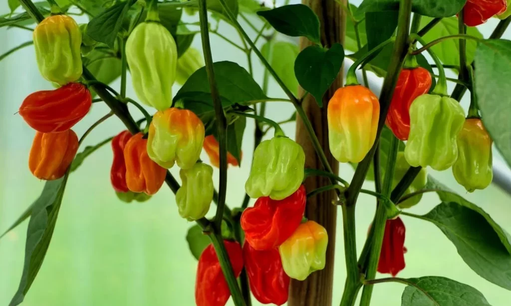 Habanero Chilli pepper plant