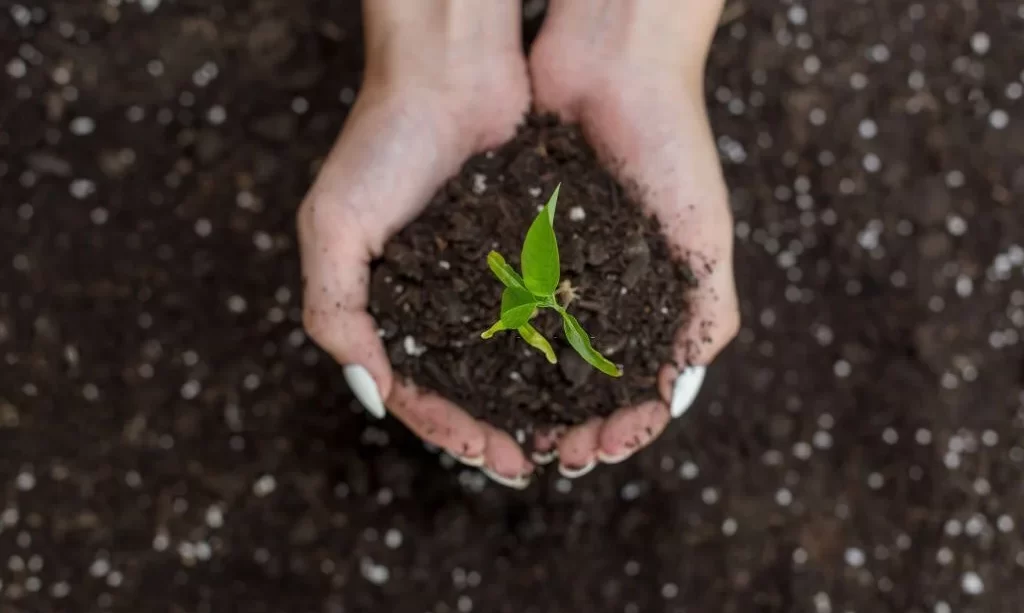 Hands holding soil with plant