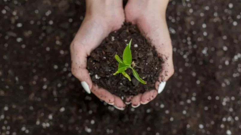 Hands holding soil with plant