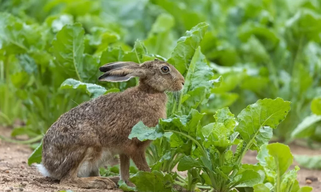 Hare near beet field