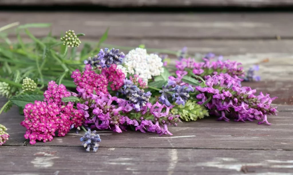 Harvested yarrow