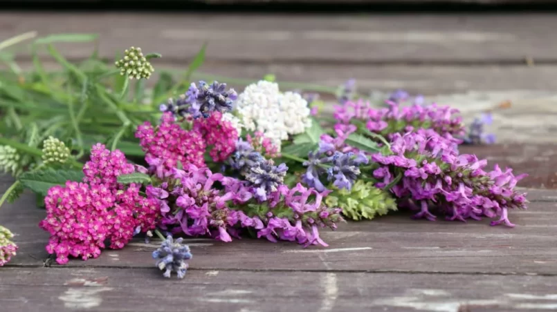 Harvested yarrow