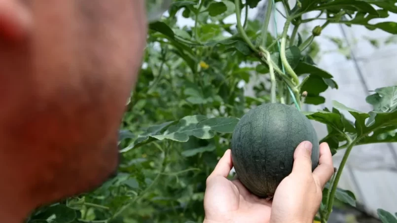 Human hand is holding organic watermelon plant at greenhouse farm