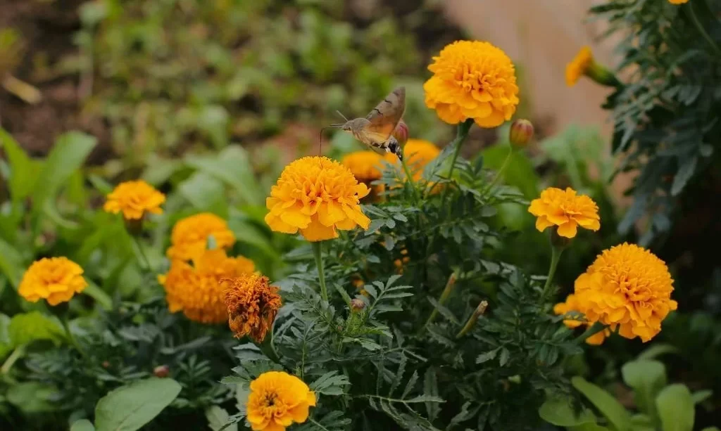 Hummingbird collecting nectar from orange marigold flowers