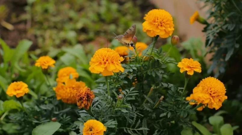 Hummingbird collecting nectar from orange marigold flowers