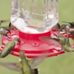 Hummingbirds on the feeder