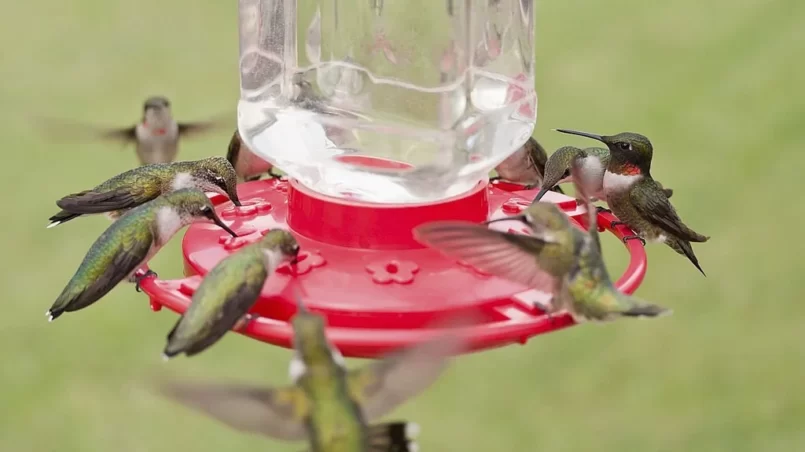 Hummingbirds on the feeder